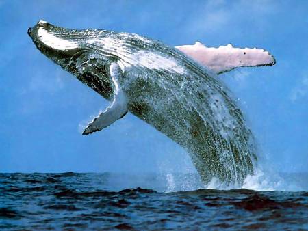 Whale Watching Sydney - Perth Resorts 3