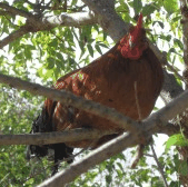 Perth City Farm Organic Markets - Accommodation Perth 3