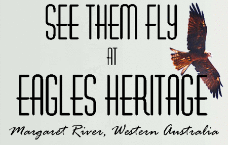 Eagles Heritage Raptor Wildlife Centre - Accommodation Perth 0