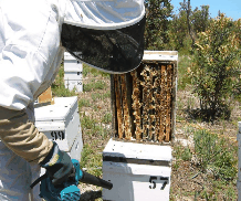 The House of Honey - Accommodation Perth