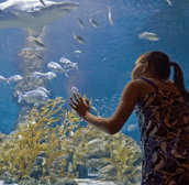 The Aquarium of Western Australia - Accommodation Perth