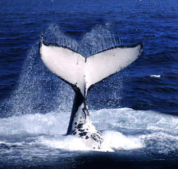 Brisbane Whale Watching - Accommodation Perth