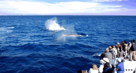 Brisbane Whale Watching - Accommodation Perth 1