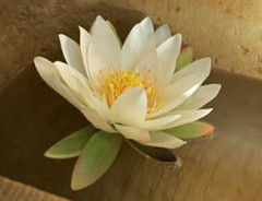Orchid Day Spa - Accommodation Perth 2