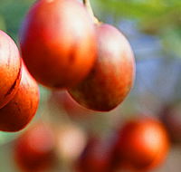 Tropical Fruit World - Accommodation Perth
