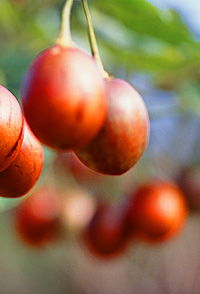 Tropical Fruit World - Accommodation Perth 0