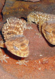 Armadale Reptile & Wildlife Centre - Accommodation Perth 1