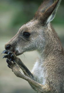 Armadale Reptile & Wildlife Centre - Accommodation Perth 2