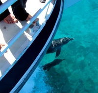 Pelican Charters - Accommodation Perth