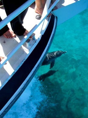 Pelican Charters - Accommodation Perth 0