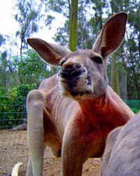 Birdland Animal Park - Accommodation Perth 3