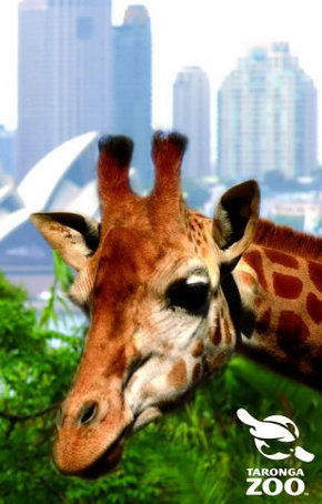 Taronga Zoo - Accommodation Perth 3