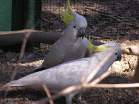 Wirrimbirra Sanctuary - Accommodation Perth 1