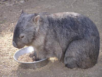 Wirrimbirra Sanctuary - Accommodation Perth 2