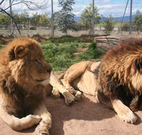 Mansfield Zoo - Accommodation Perth