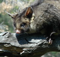 Moonlit Sanctuary Wildlife Conservation Park - Accommodation Perth