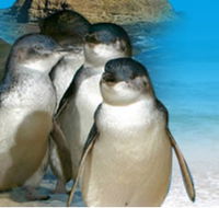 Phillip Island Penguin Parade - Accommodation Perth