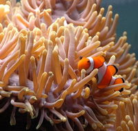 Reef HQ Great Barrier Reef Aquarium - Accommodation Perth