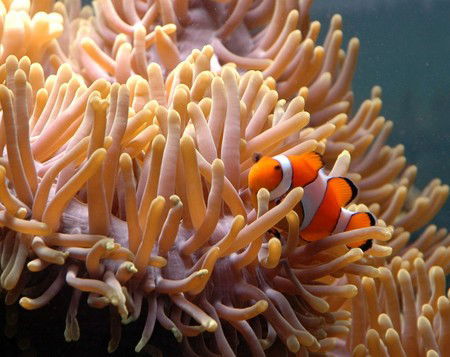 Reef HQ Great Barrier Reef Aquarium - Accommodation Perth 0