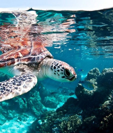 Reef HQ Great Barrier Reef Aquarium - Accommodation Perth 1