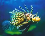 Underwater World - Accommodation Perth 0