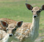 Marapana Wildlife Park - Accommodation Perth