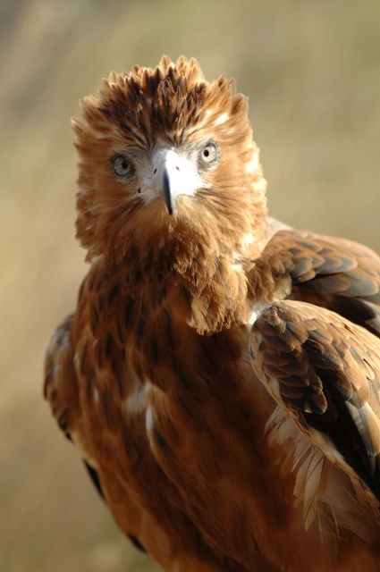 Alice Springs Desert Park - Accommodation Perth 0