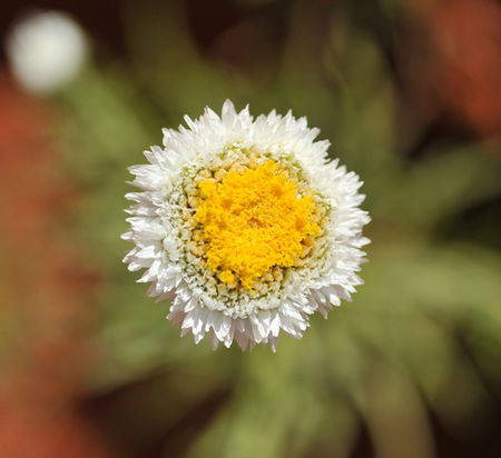 Alice Springs Desert Park - Accommodation Perth 1