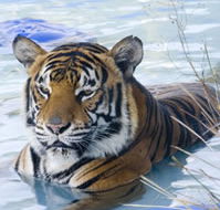 Zoo Doo Wildlife Park - Accommodation Perth