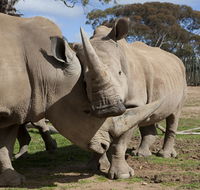 Monarto Zoo - Accommodation Perth