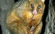 Warrawong Wildlife Park - thumb 2