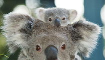 Billabong Koala And Wildlife Park - Accommodation Perth 0
