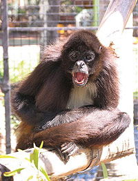 Billabong Koala And Wildlife Park - Accommodation Perth 1