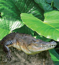 Billabong Koala And Wildlife Park - Accommodation Perth 2