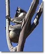 OZe Wildlife - Accommodation Perth 2