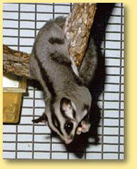OZe Wildlife - Accommodation Perth 3