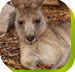 Calmsley Hill City Farm - Accommodation Perth
