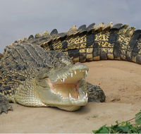 Dundee's Wildlife Park - Accommodation Perth