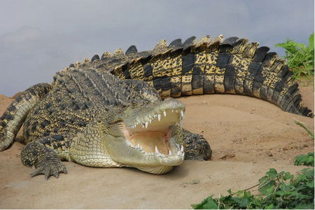 Dundee's Wildlife Park - Accommodation Perth 0