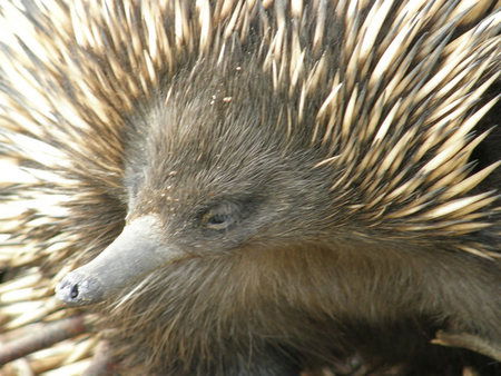 Dundee's Wildlife Park - Accommodation Perth 3