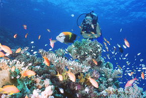 Drop Zone Dive Site - Accommodation Perth 0