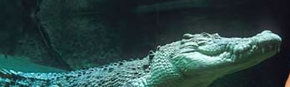 Territory Wildlife Park - Accommodation Perth 3