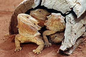 Alice Springs Reptile Centre - Accommodation Perth 0