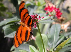Butterfly Farm - Accommodation Perth 0