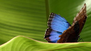 Butterfly Farm - Accommodation Perth 3