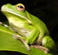 The Rainforest Habitat - Accommodation Perth