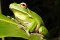 The Rainforest Habitat - Accommodation Perth 0