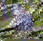 Koala Conservation Centre - Accommodation Perth