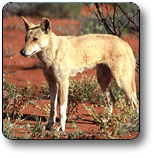 Uluru - Kata Tjuta National Park - Accommodation Perth 3