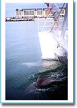 Temptation Sailing - Accommodation Perth 1